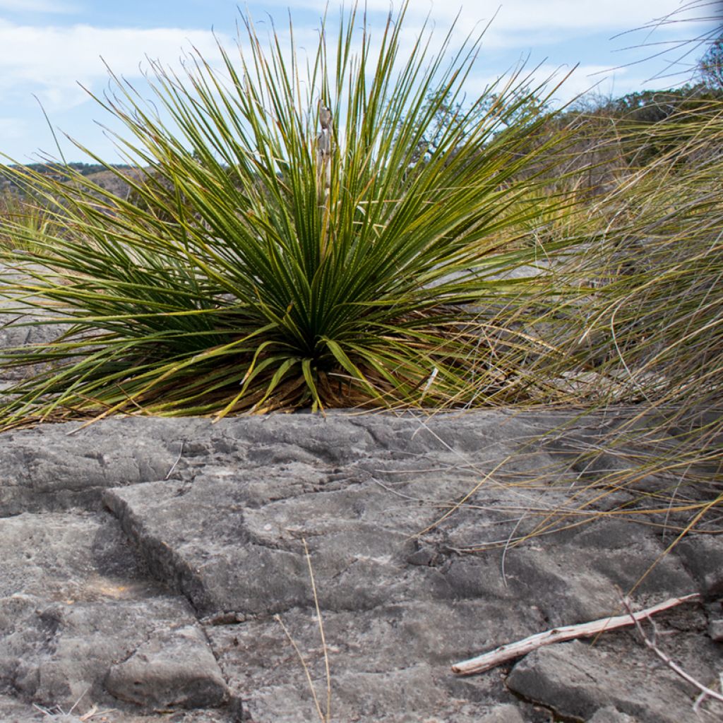 Dasylirion leiophyllum - Dasylire ou Sotol vert