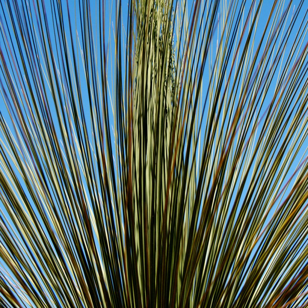 Dasylirion longissimum