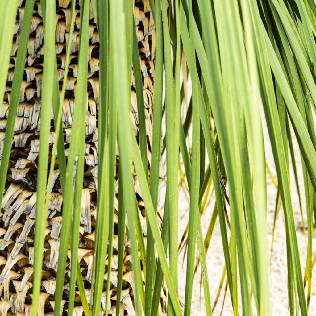 Dasylirion quadrangulatum - Dasylire ou Sotol quadrangulaire