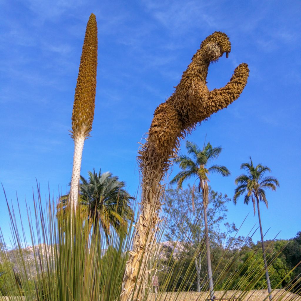 Dasylirion quadrangulatum - Dasylire ou Sotol quadrangulaire