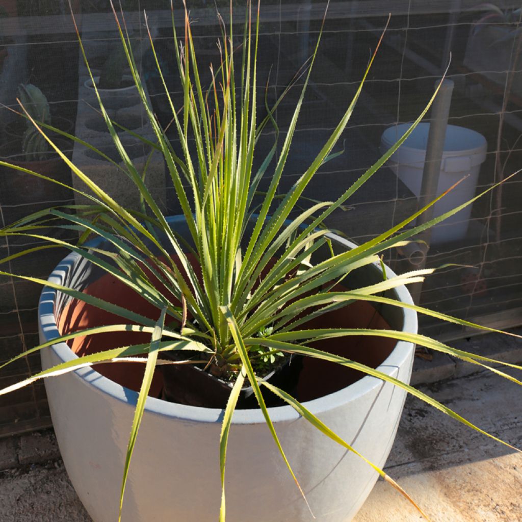Dasylirion texanum - Sotol du Texas