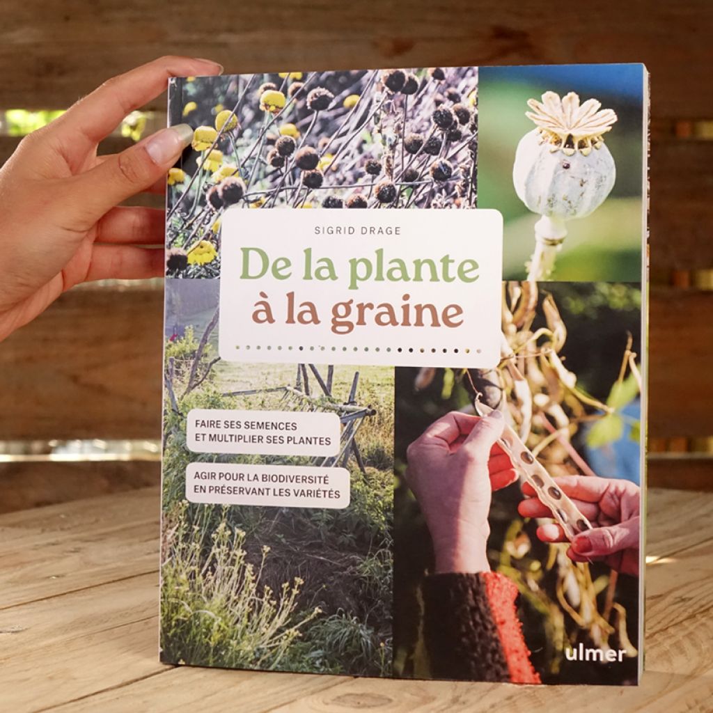 De la plante à la graine