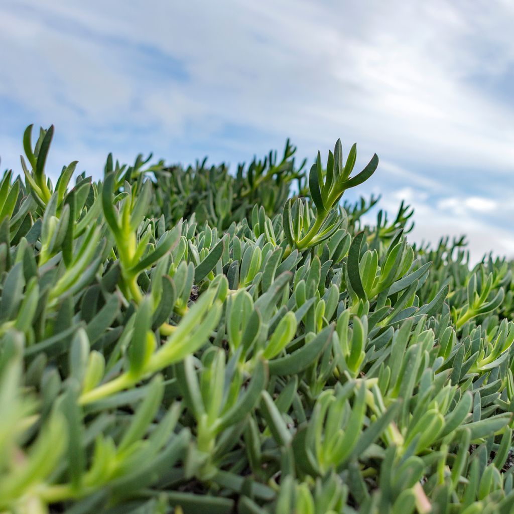 Delosperma sutherlandii - Pourpier de Sutherland