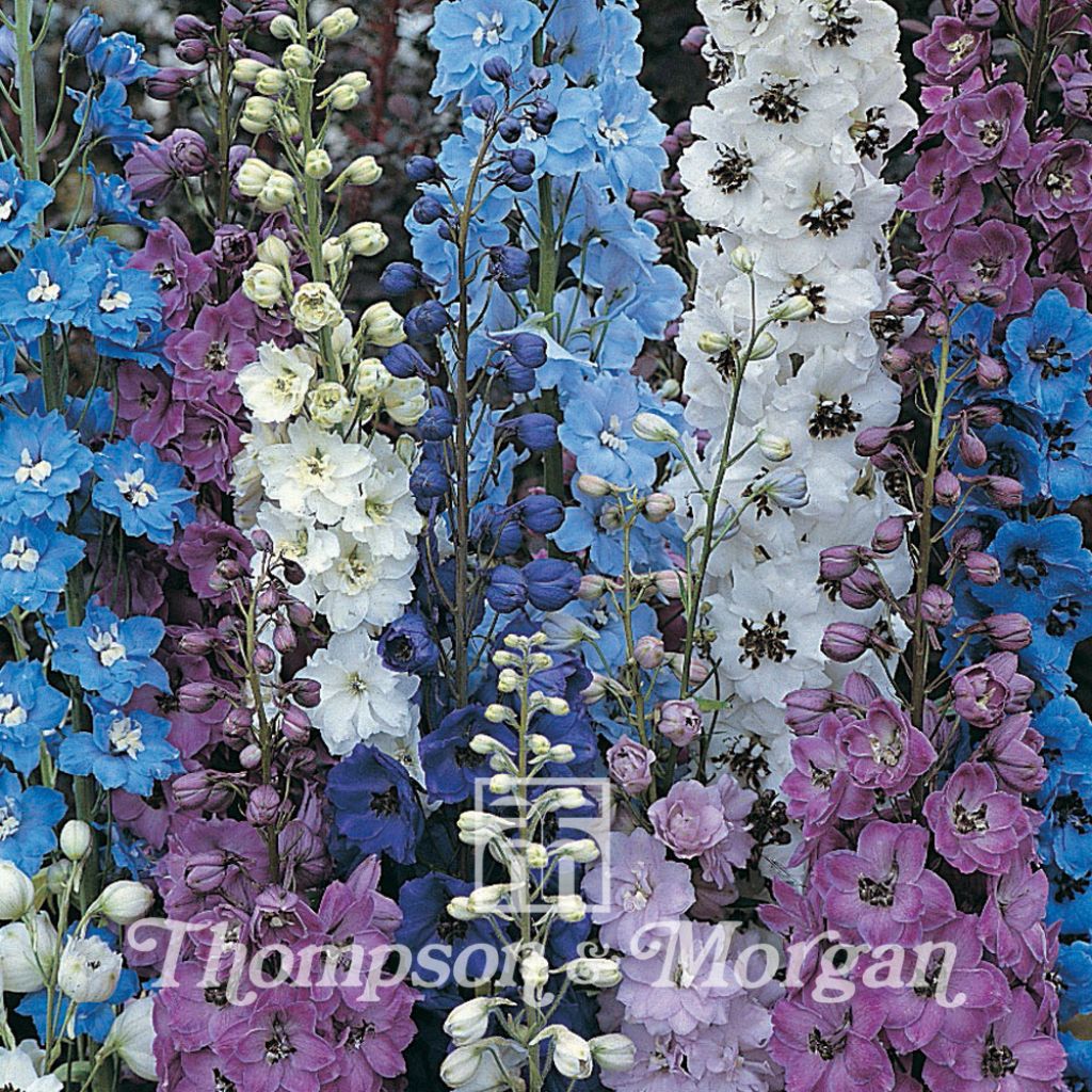Delphinium Hybridum Pacific Giants Mixed 