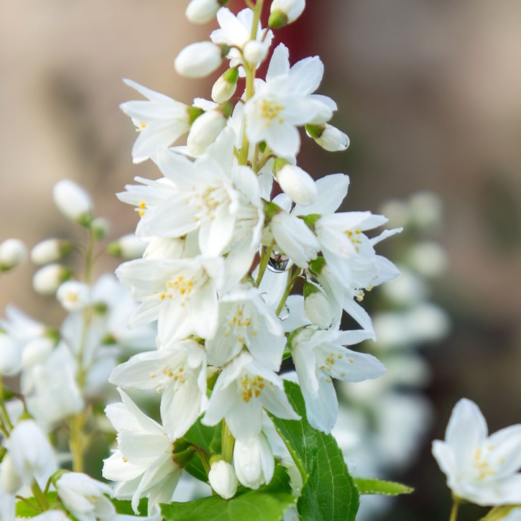 Deutzia gracilis - Deutzie