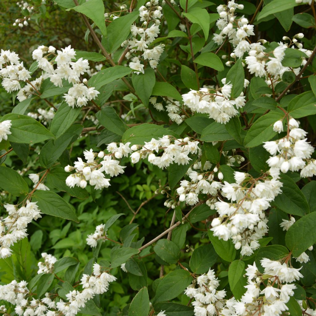 Deutzia gracilis - Deutzie