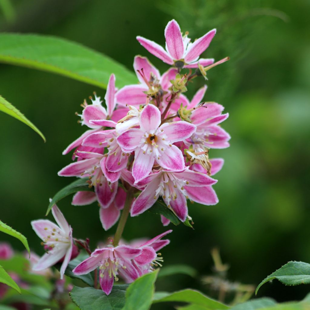 Deutzia hybrida Strawberry Fields - Deutzie