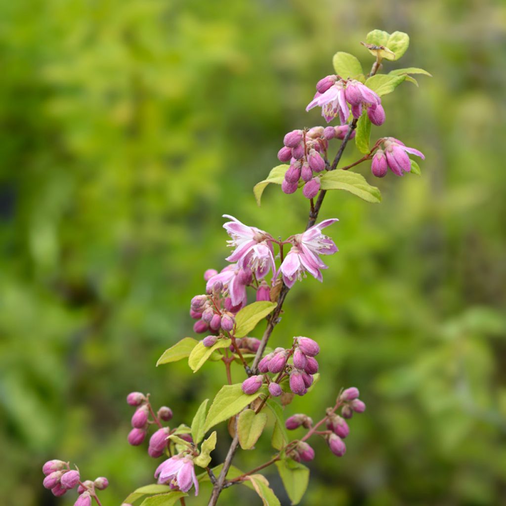 Deutzia hybrida Strawberry Fields - Deutzie
