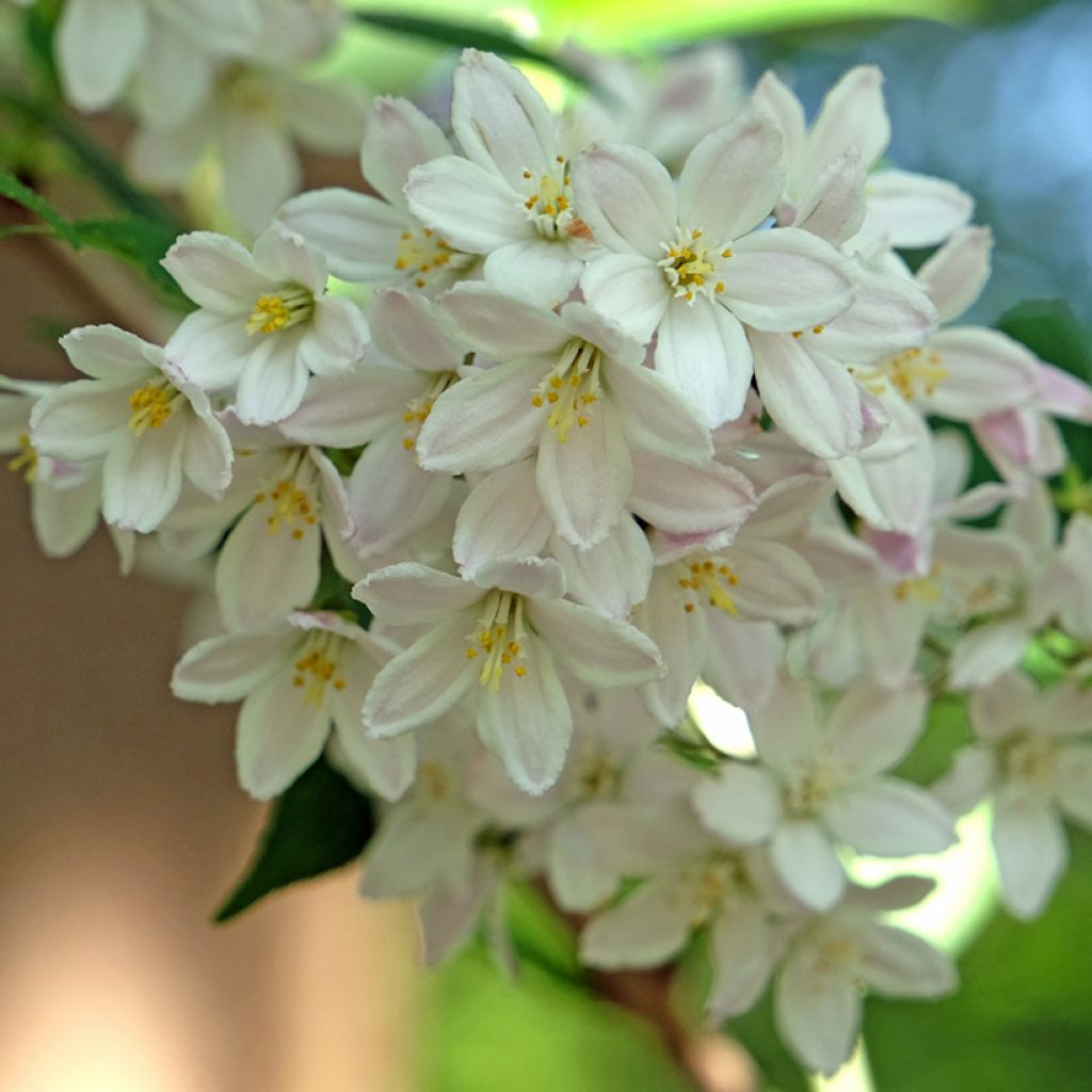 Deutzia x lemoinei - Deutzie