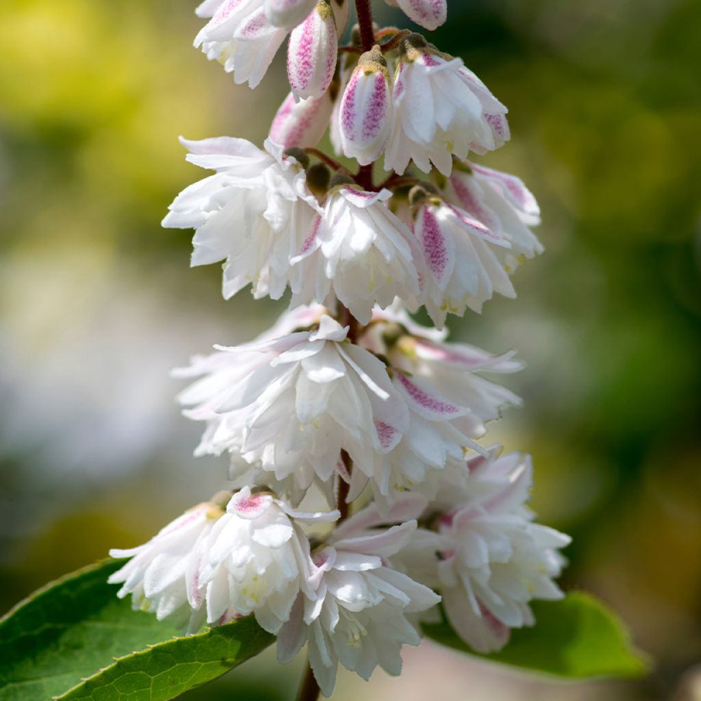 Deutzia scabra Plena - Deutzie