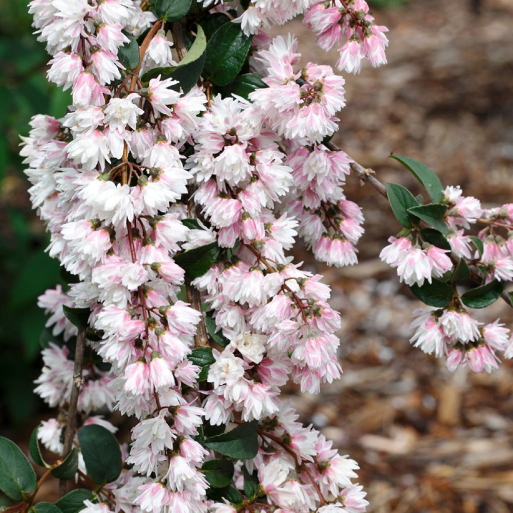 Deutzia scabra Plena - Deutzie