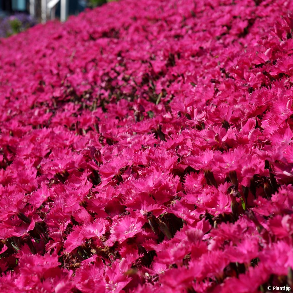 Dianthus Vivid Bright Light - Oeillet tapissant