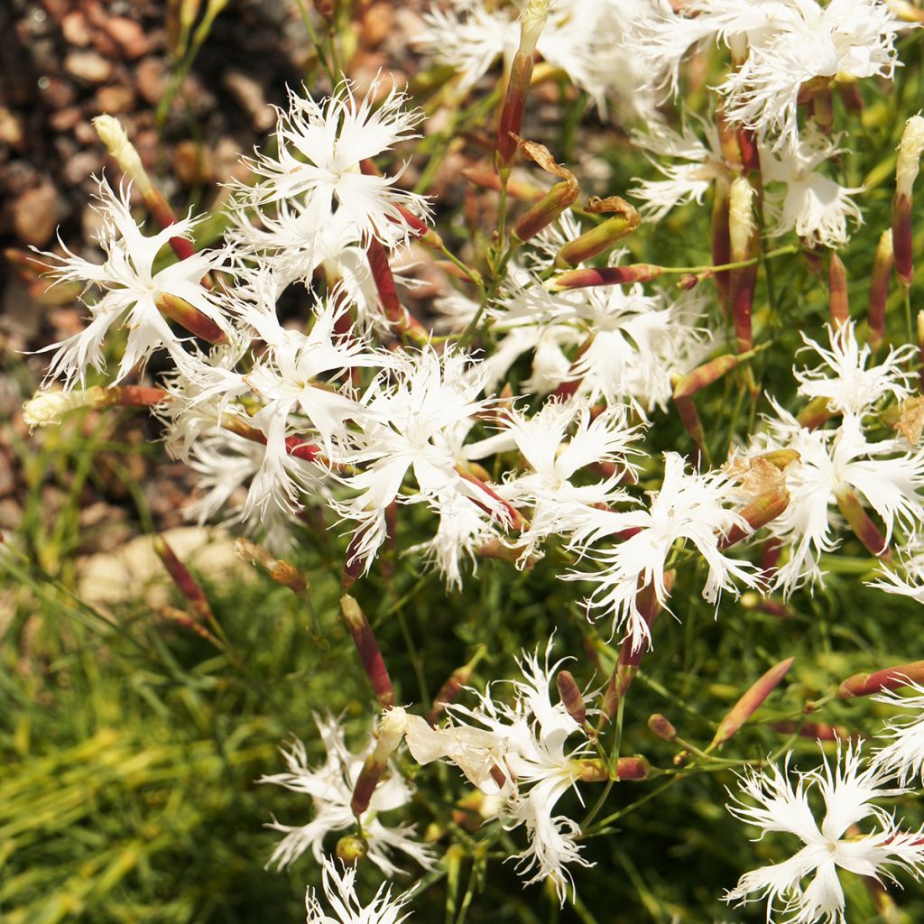 Dianthus arenarius - Oeillet des sables