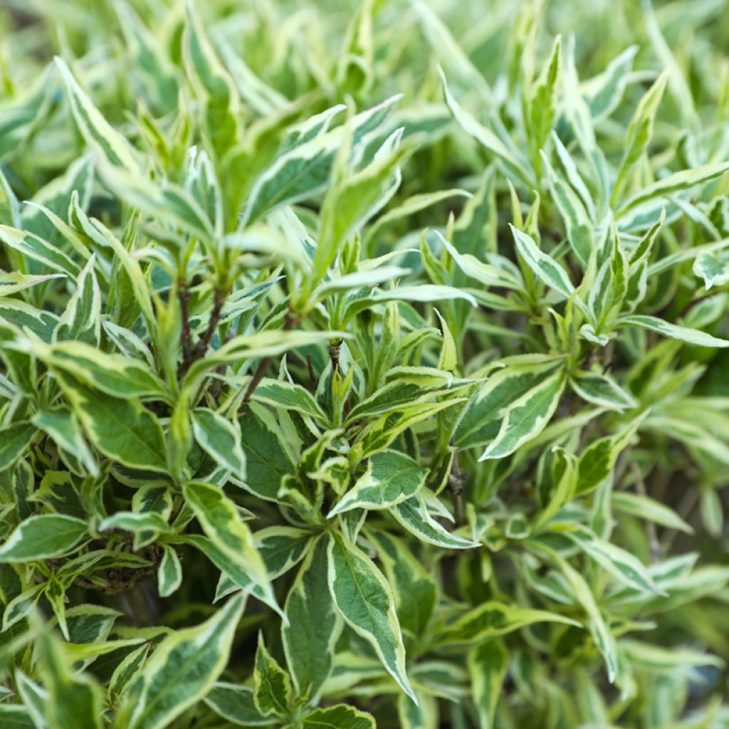 Diervilla sessilifolia Cool Splash