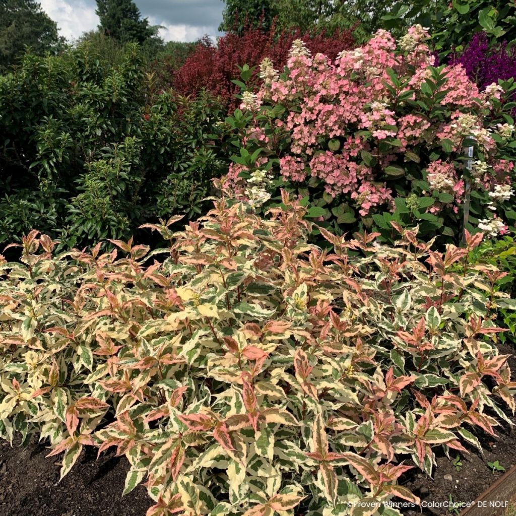 Diervilla Kodiak Mixx