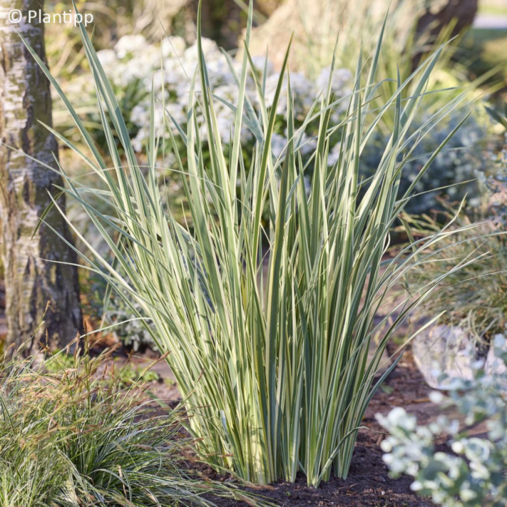 Dietes bicolor Milky Way - Iris espagnol