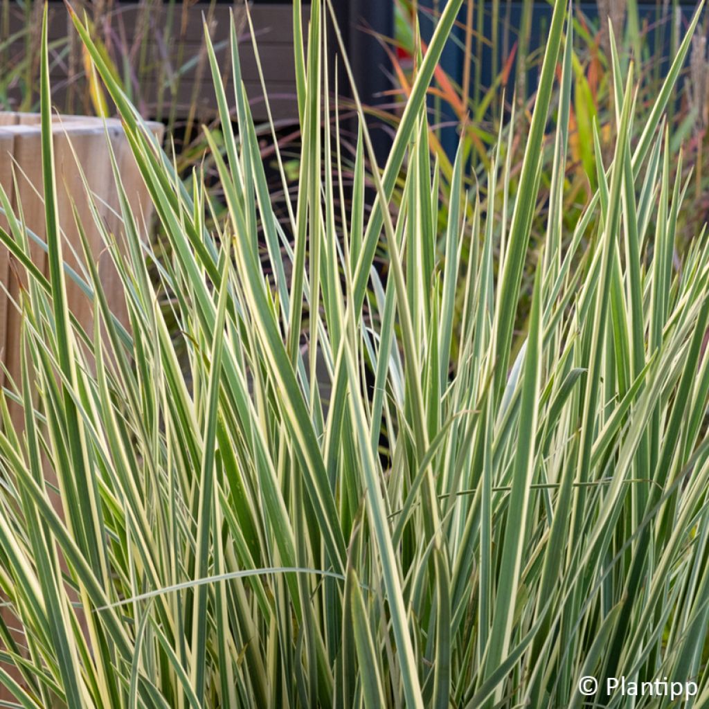 Dietes bicolor Milky Way - Iris espagnol