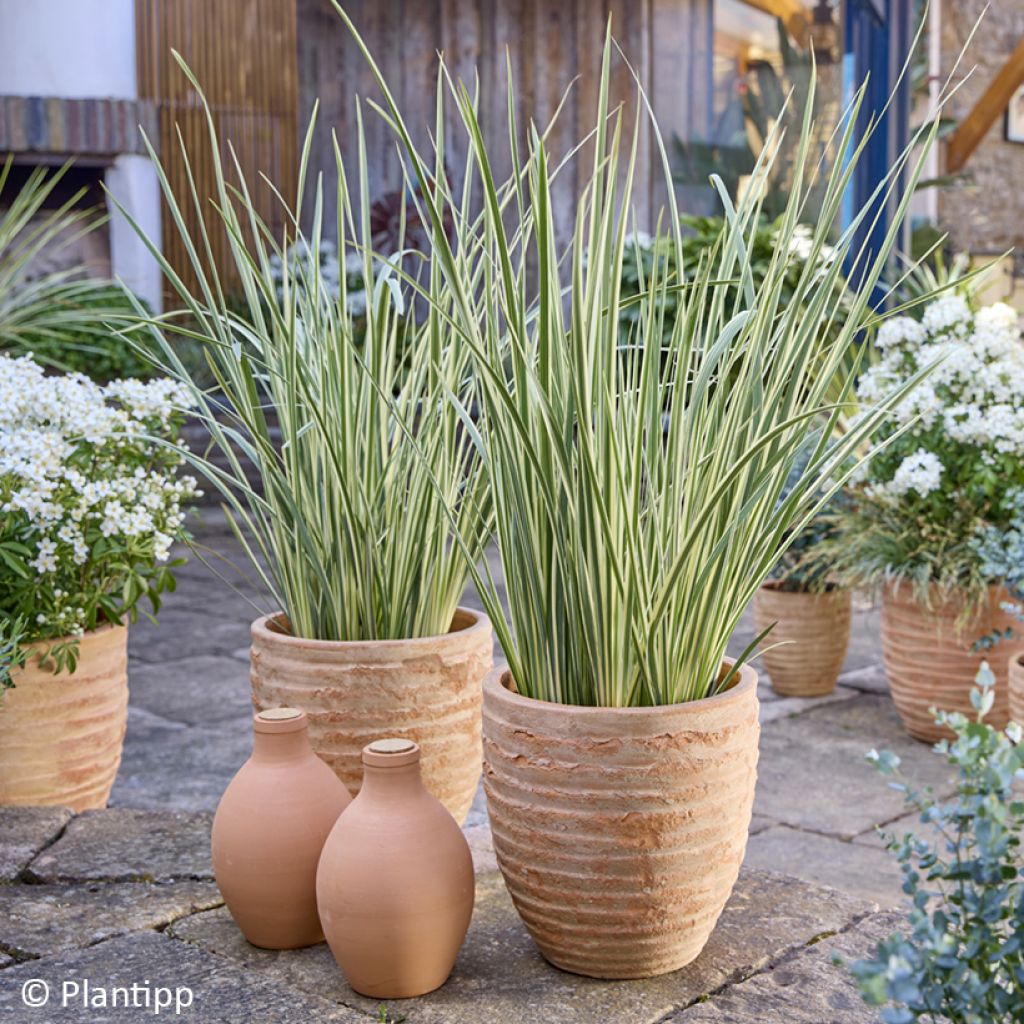 Dietes bicolor Milky Way - Iris espagnol