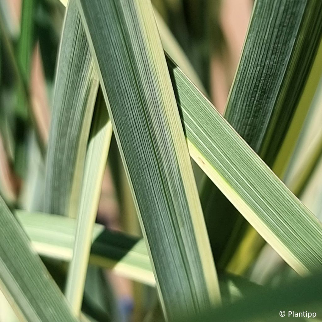 Dietes bicolor Milky Way - Iris espagnol