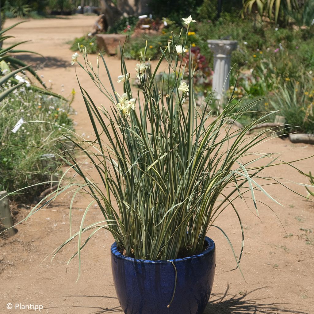 Dietes bicolor Milky Way - Iris espagnol