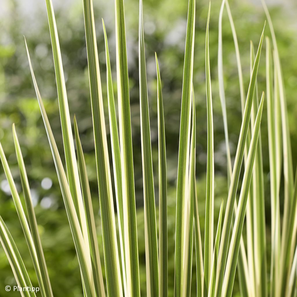 Dietes bicolor Milky Way - Iris espagnol