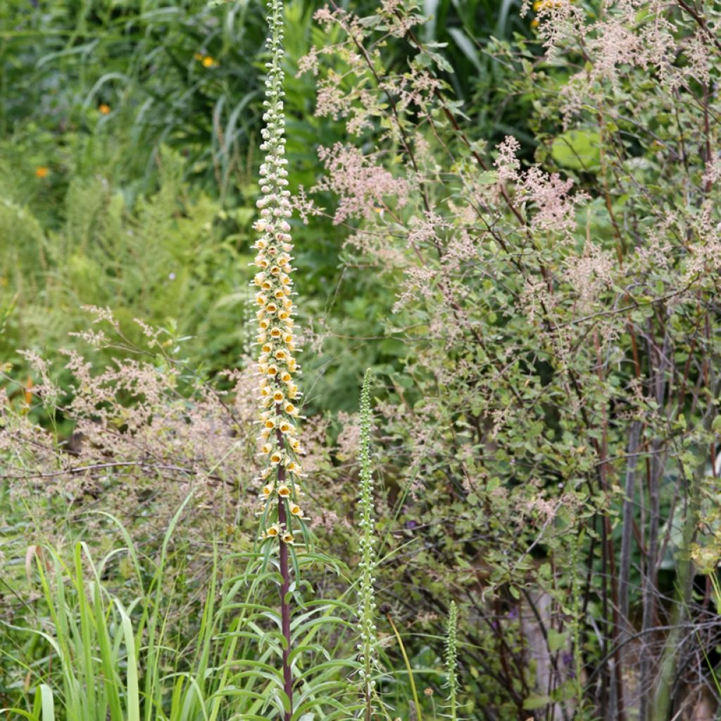 Digitale ferrugineuse - Digitalis ferruginea Gigantea