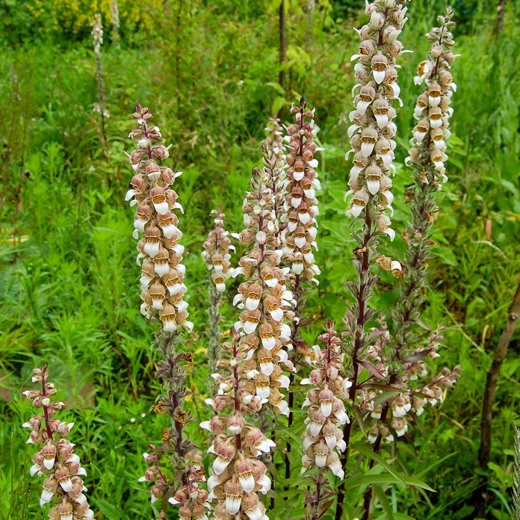 Digitale laineuse bicolore - Digitalis lanata