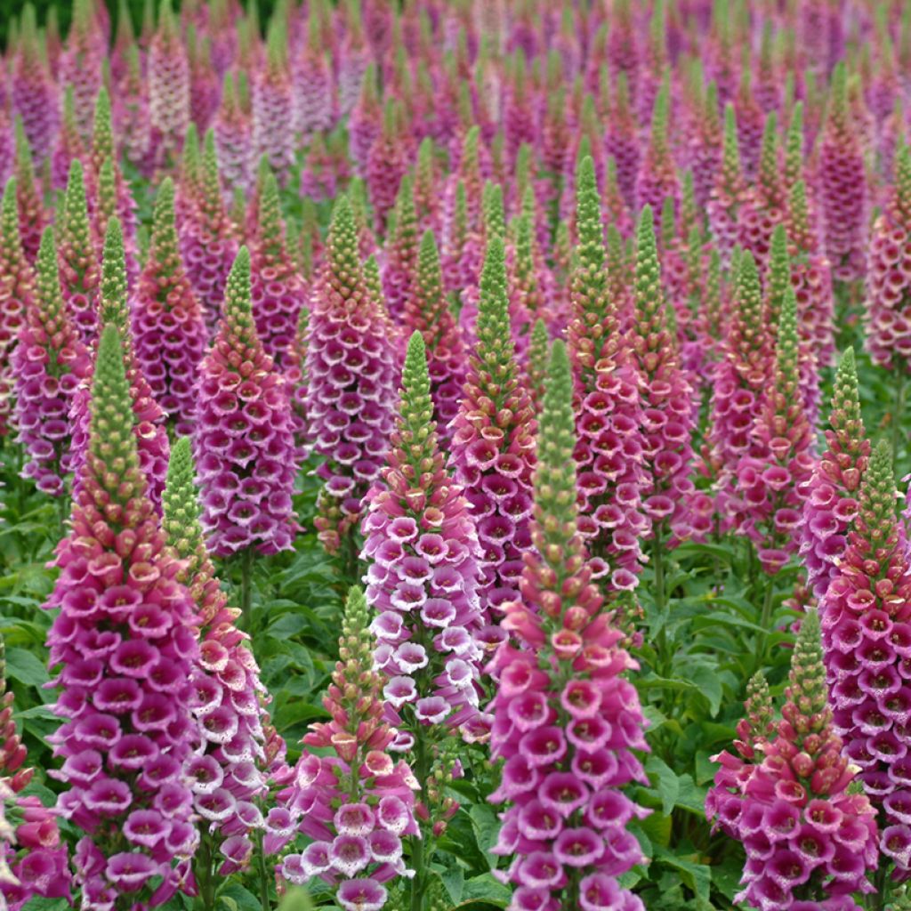Graines de Digitale Candy Mountain - Digitalis purpurea