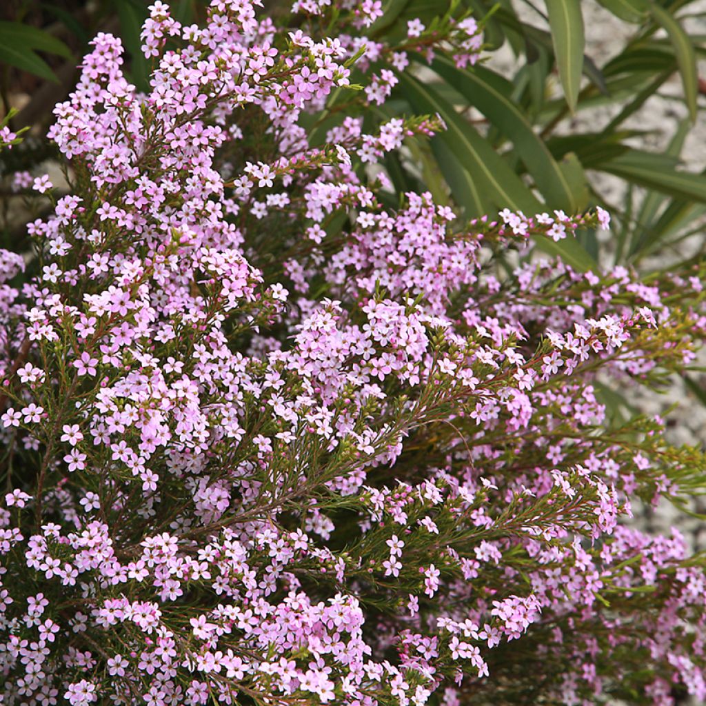 Diosma Pink Diamond