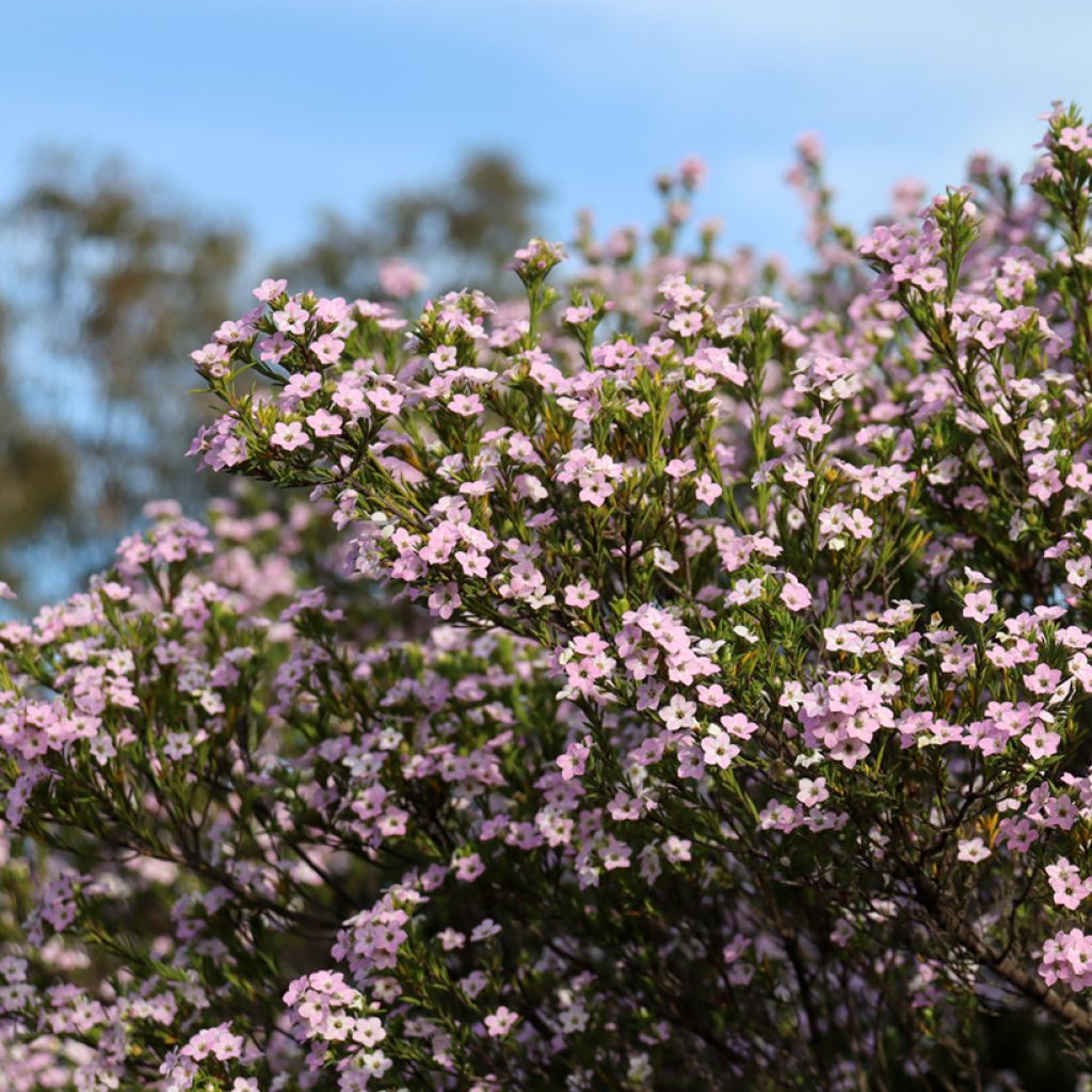 Diosma Pink Diamond