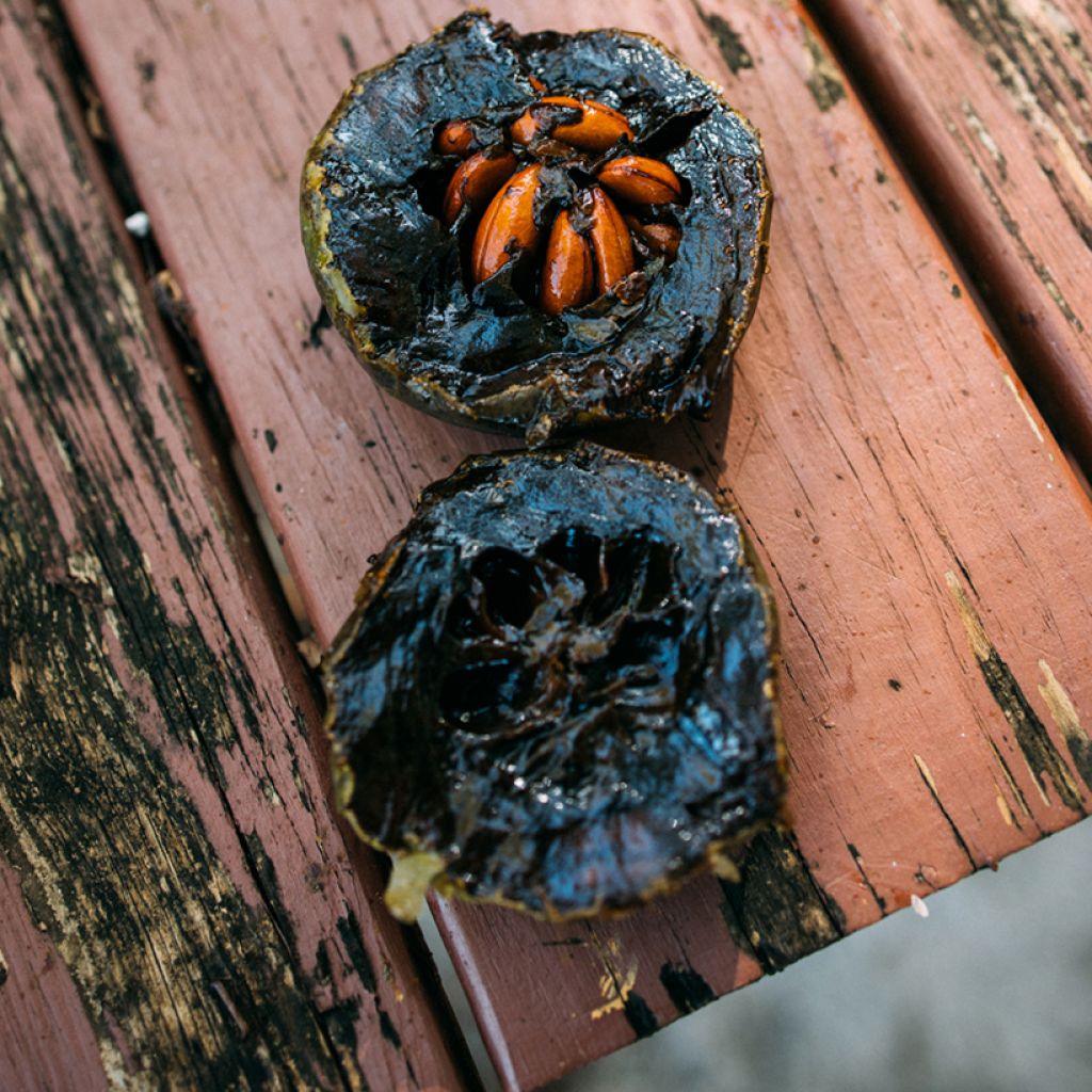 Diospyros digyna - Sapotier noir