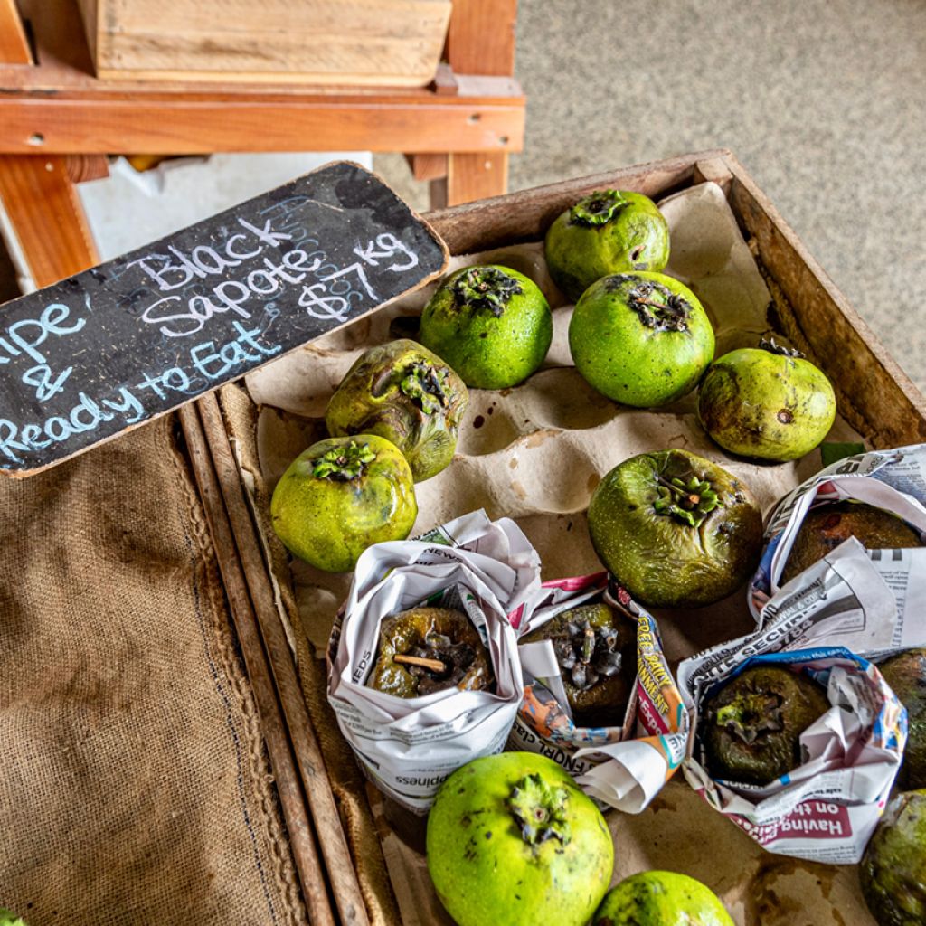 Diospyros digyna - Sapotier noir