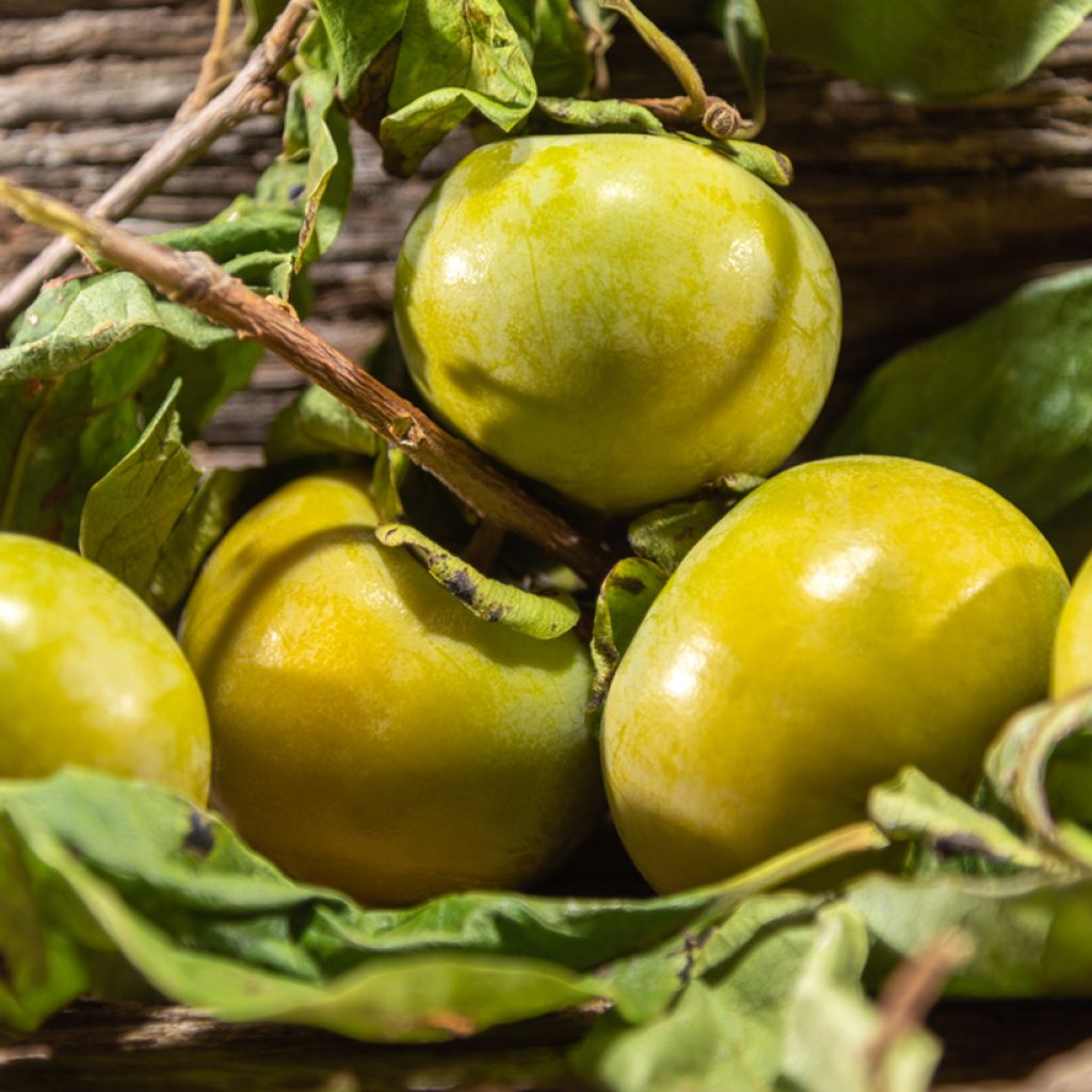 Diospyros digyna - Sapotier noir