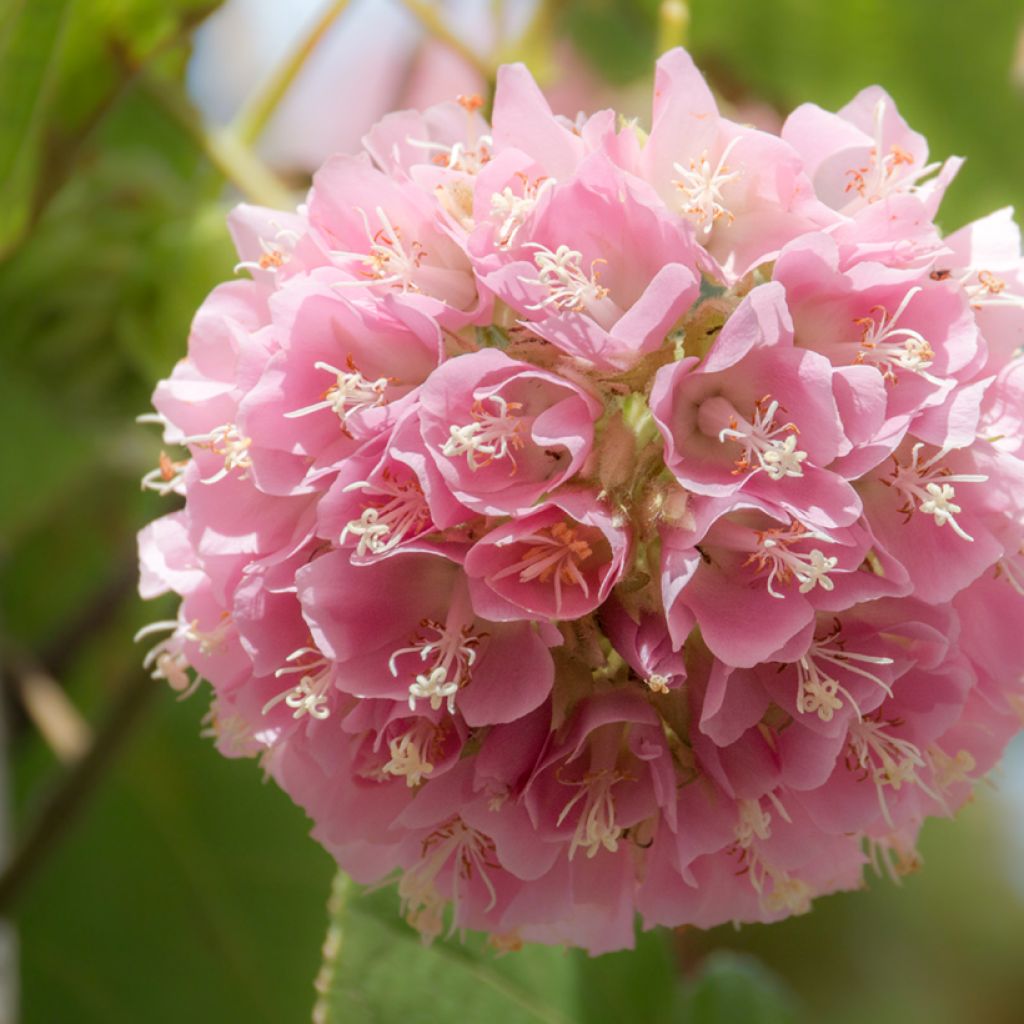 Dombeya x cayeuxii