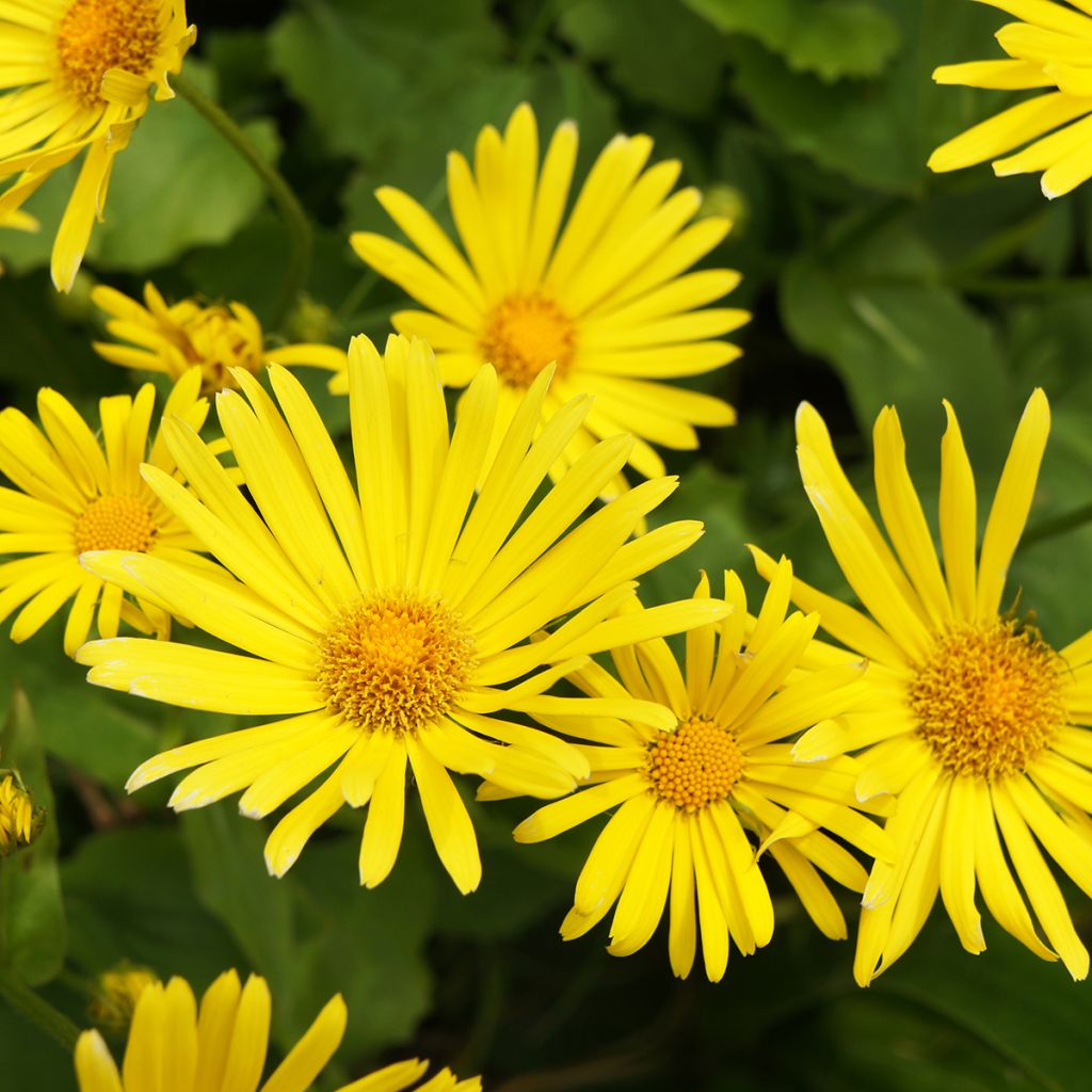 Doronicum orientale Magnificum - Doronic jaune