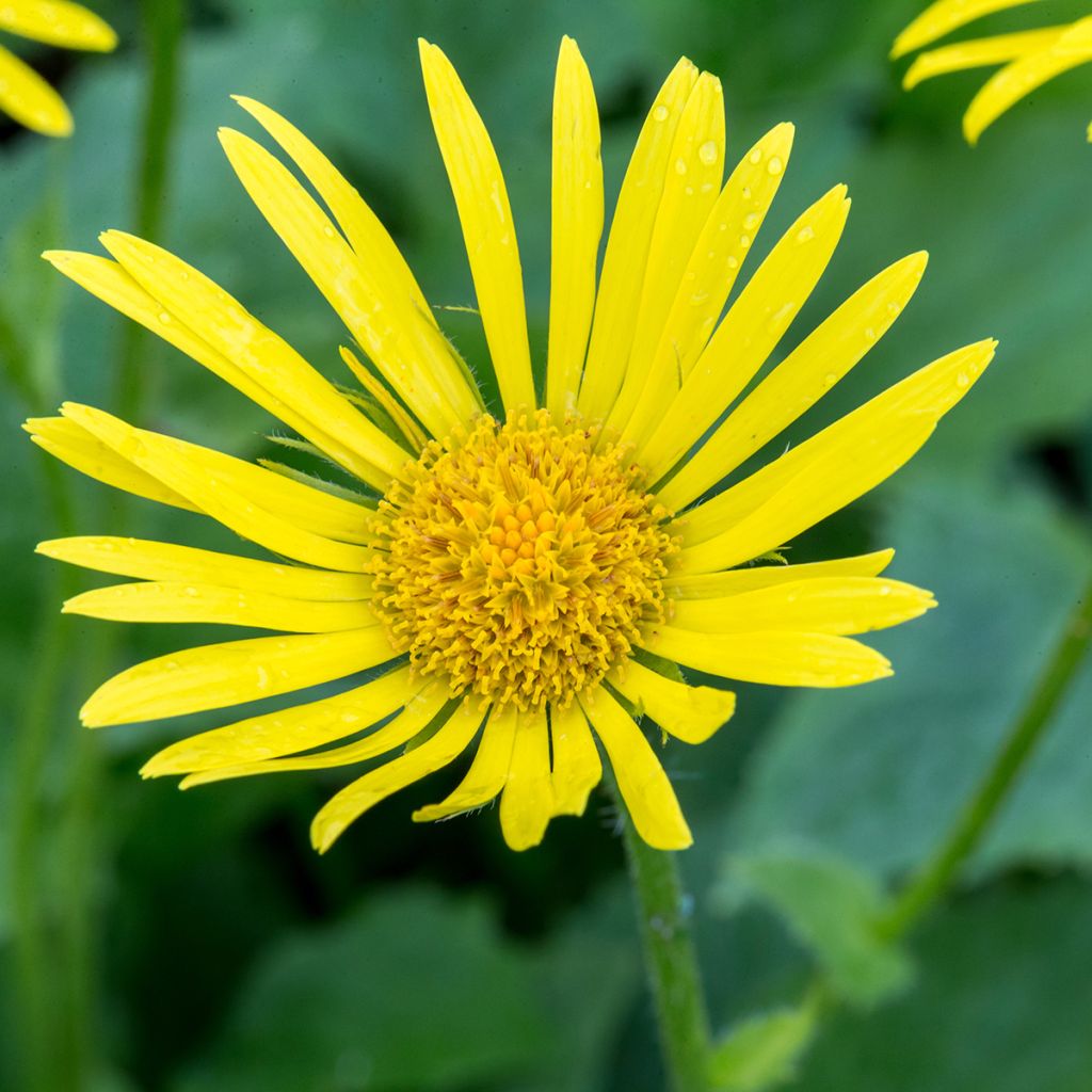 Doronicum orientale Magnificum - Doronic jaune
