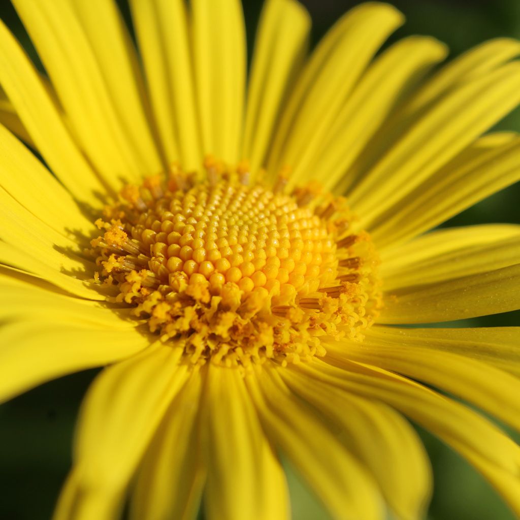 Doronicum orientale Magnificum - Doronic jaune