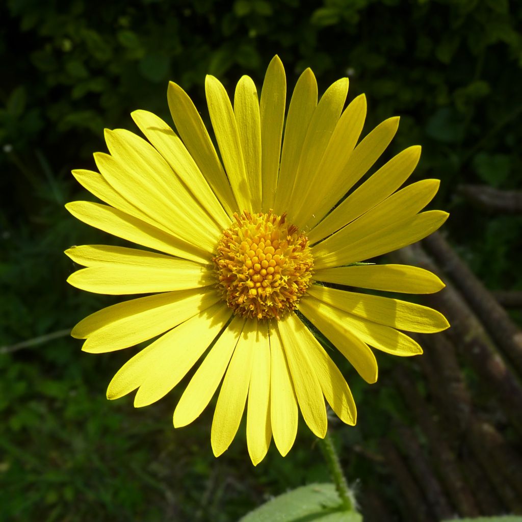 Doronic, Doronicum pardalianches