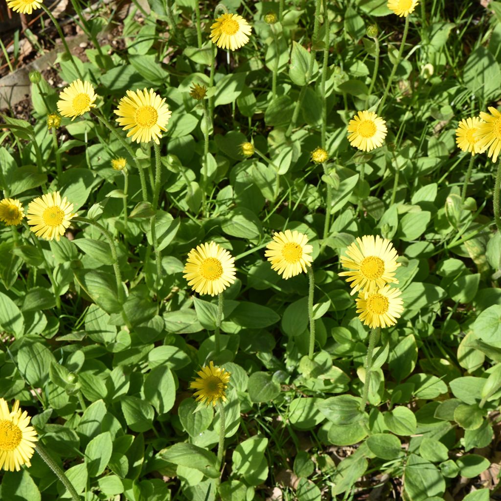 Doronicum plantagineum - Doronic jaune