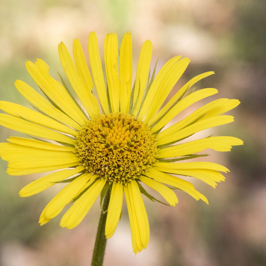 Doronicum plantagineum - Doronic jaune