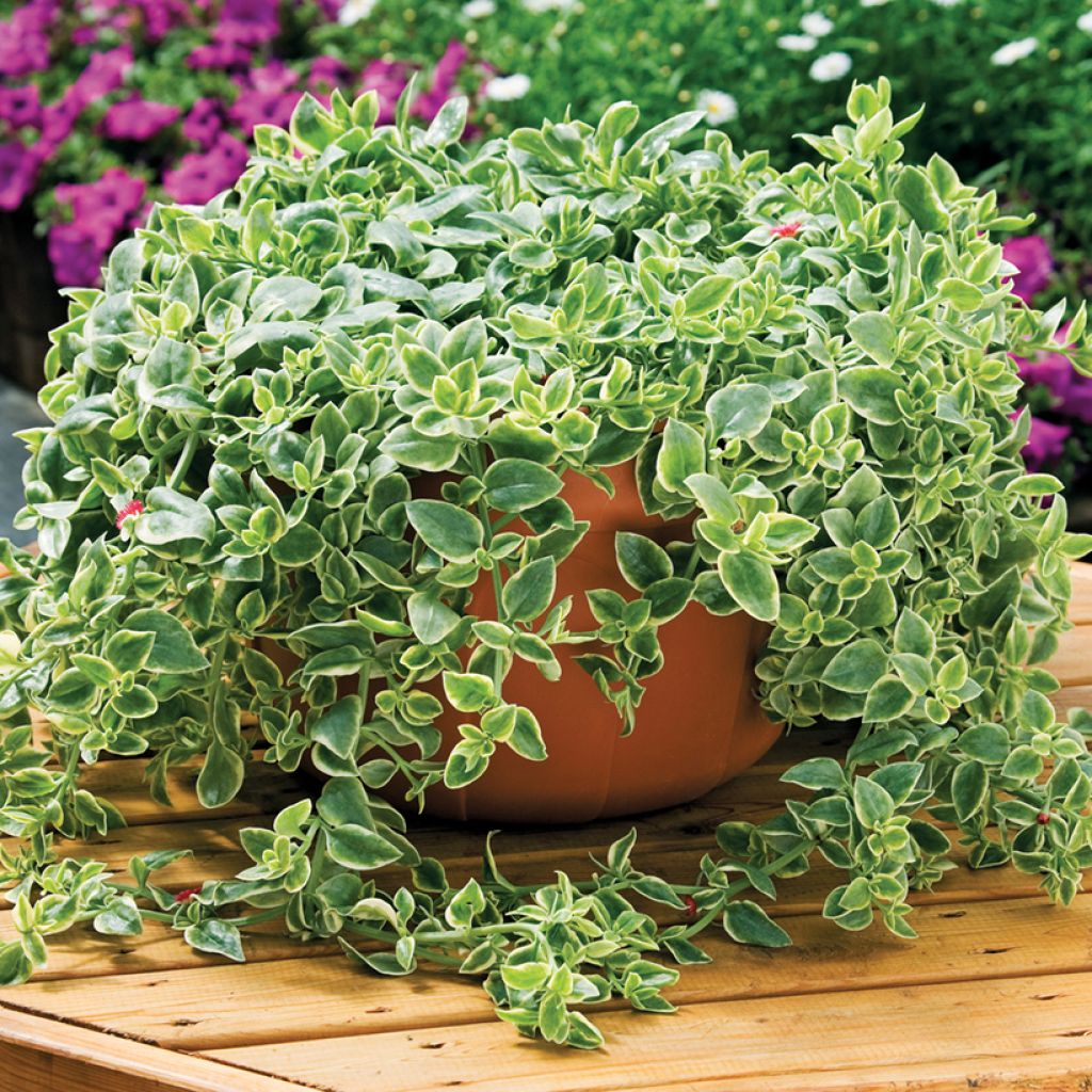 Mesembryanthemum Mezoo