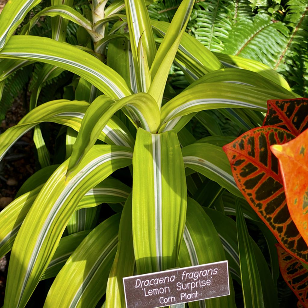 Dracaena Lemon Surprise - Dragonnier 