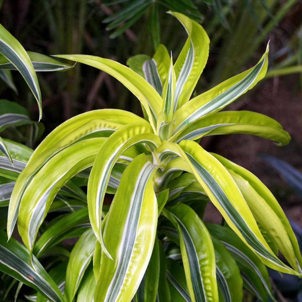 Dracaena Lemon Surprise - Dragonnier 