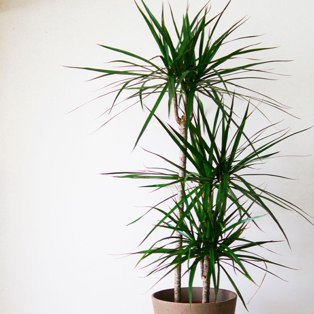 Dracaena marginata - Dragonnier de Madagascar