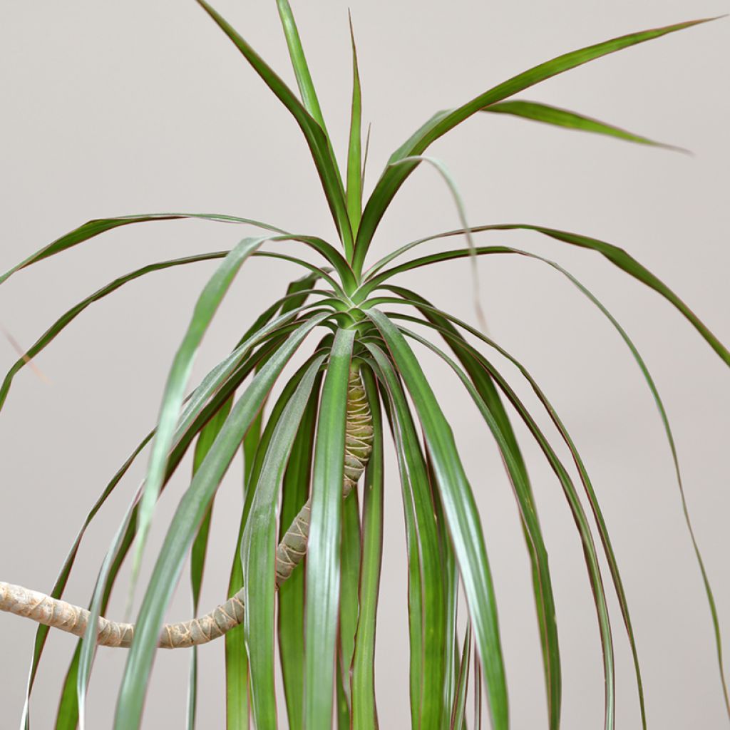 Dracaena marginata - Dragonnier de Madagascar