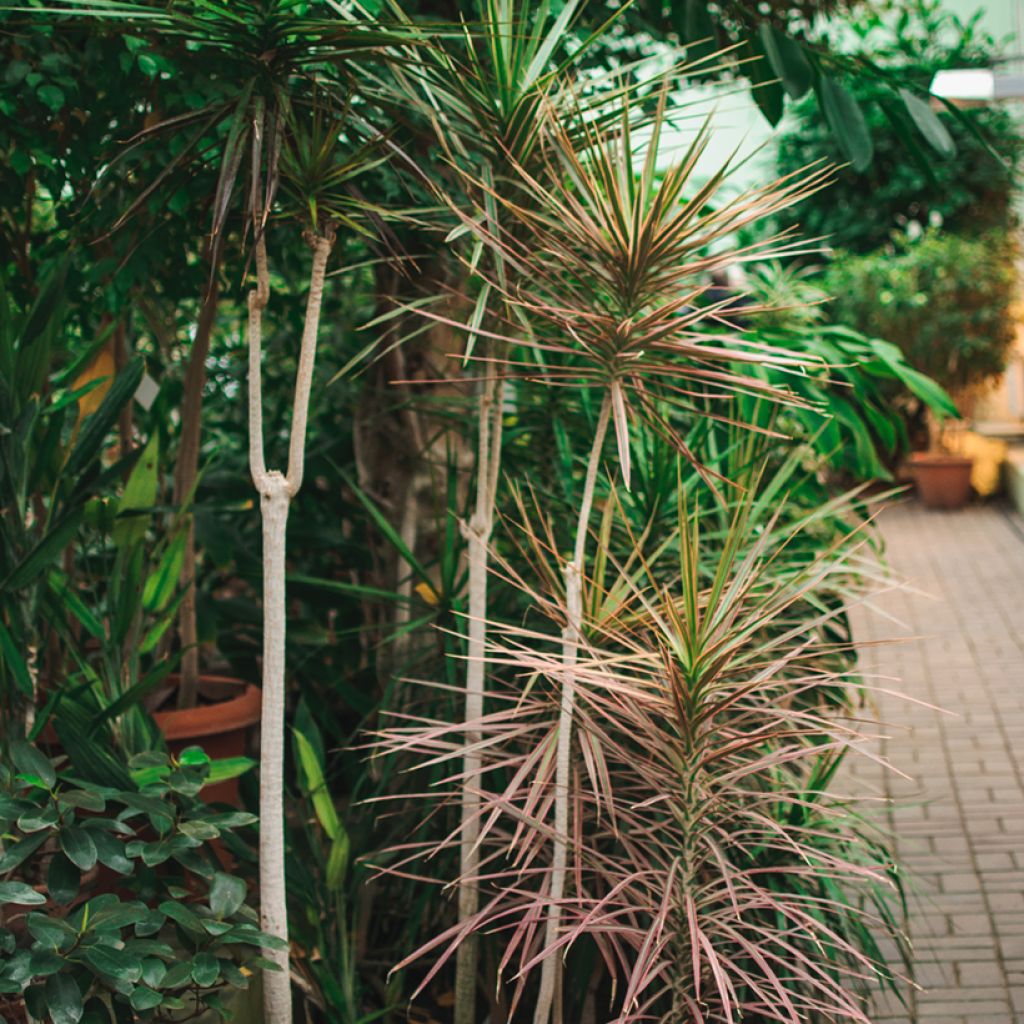 Dracaena marginata - Dragonnier de Madagascar