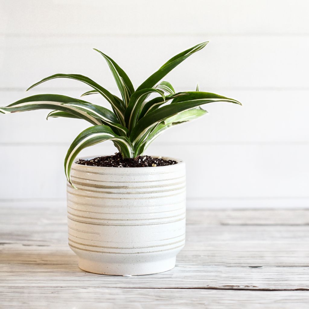 Dracaena White Jewel - Dragonnier
