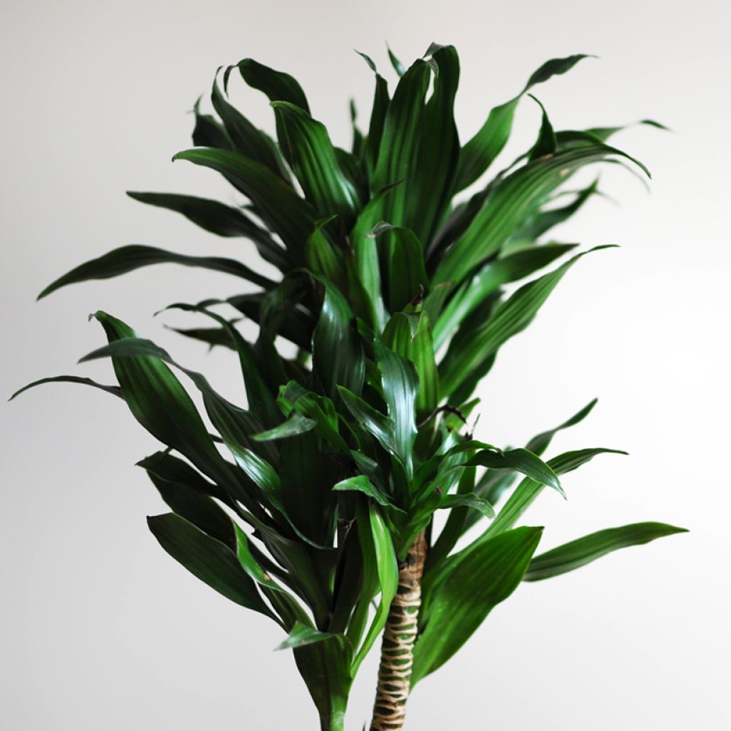 Dracaena Janet Craig - Dragonnier 