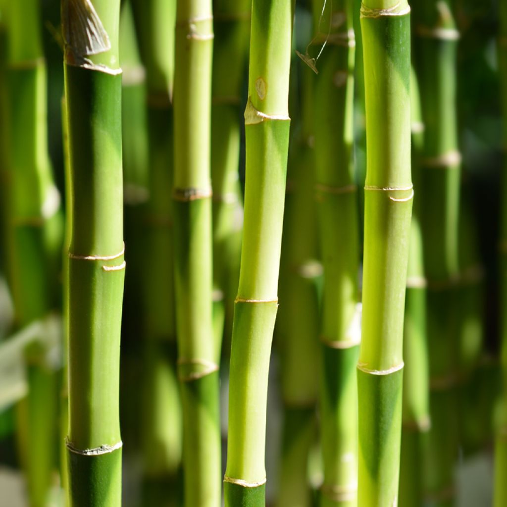 Dracaena sanderiana - Lucky bamboo