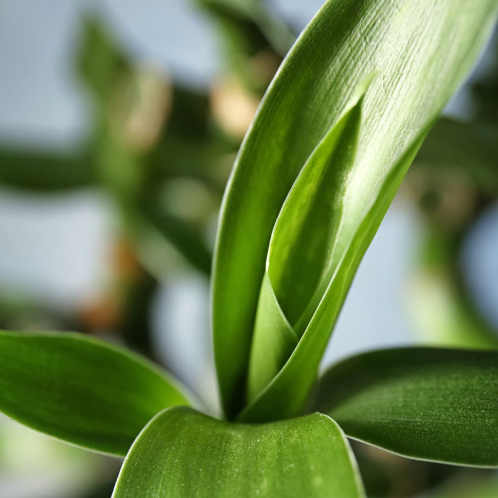Dracaena sanderiana - Lucky bamboo